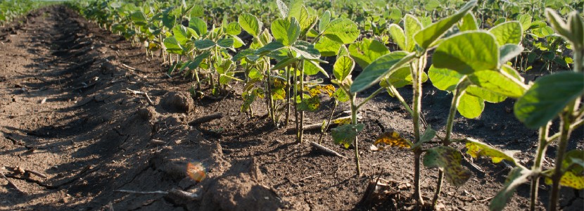 Soybean harvest