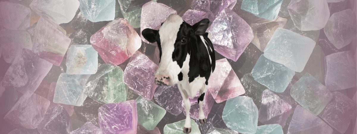 Micro-minerals: An aid for dairy cows in transition