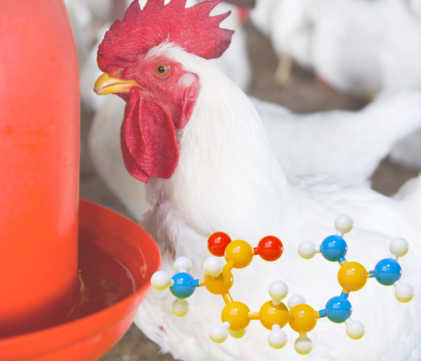 Inclusão de ácido guanidinoacético pode poupar arginina para frangos de corte