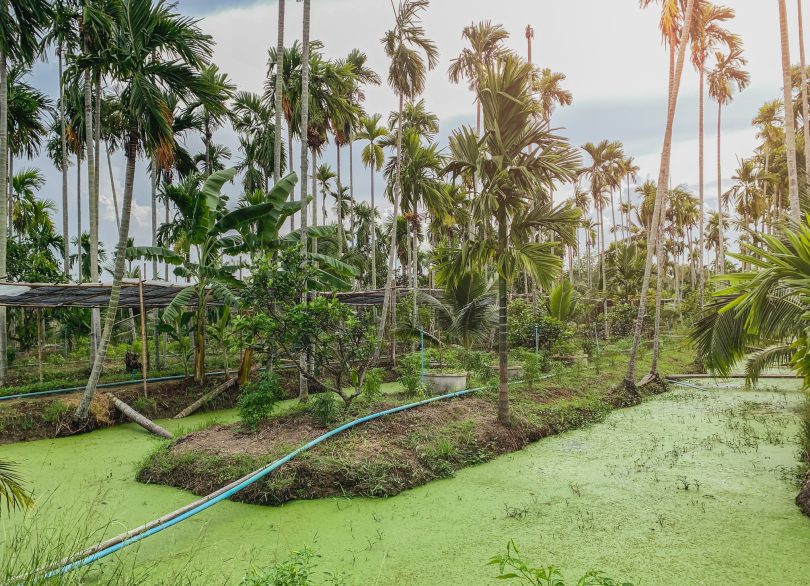 Azolla as a feed alternative in livestock, poultry and fish nutrition