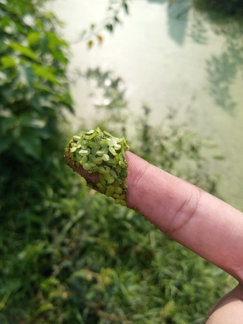 Azolla as a feed alternative in livestock, poultry and fish nutrition