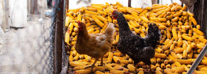 Biofortified orange corn and yolk pigmentation in laying hens