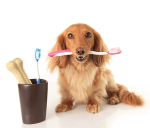 O acúmulo de cálculo dentário e o papel da nutrição para manter a saúde oral