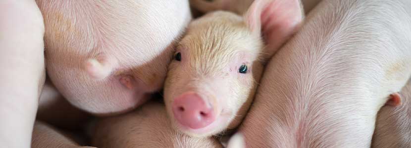 “Sumando esfuerzos” acompañar al sector porcino con la retirada del ZnO