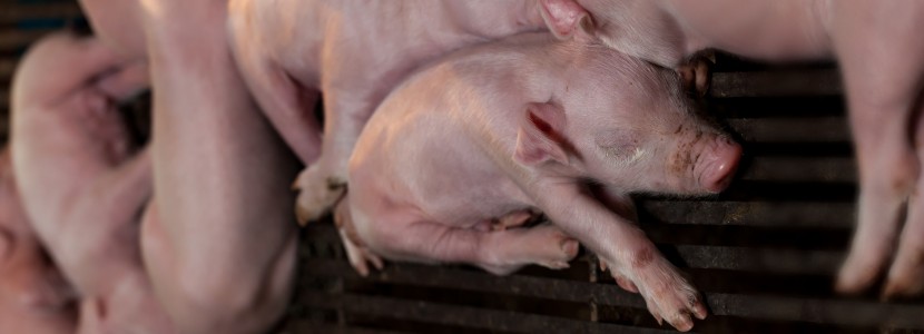 Supplementation in neonatal piglets and why it is so important