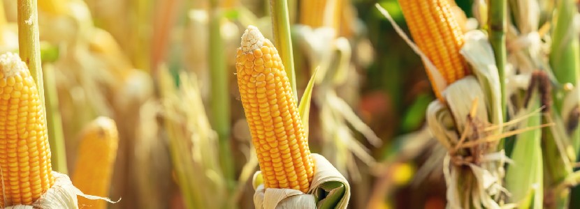 Ensilaje de maíz