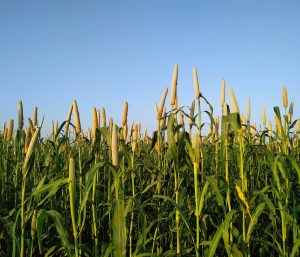 Utilização do milheto (Pennisetum glaucum) na dieta de aves