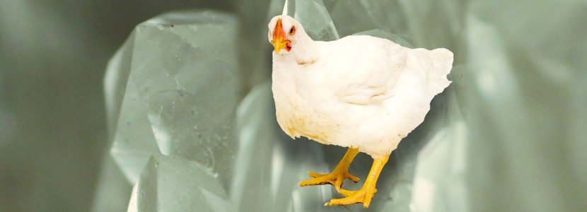 Los minerales orgánicos reducen la incidencia de Pododermatitis en pollos