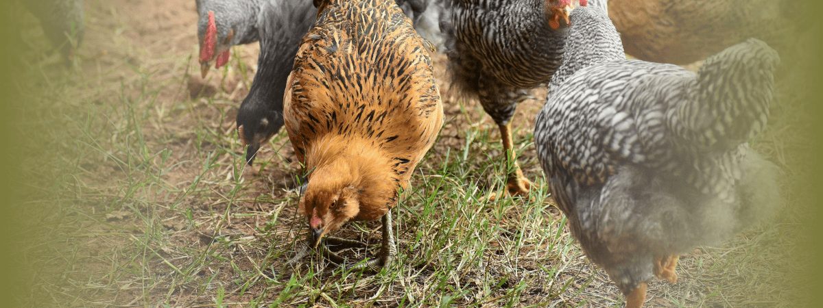 Influenza aviária é confirmada em dois rebanhos em Connecticut e...