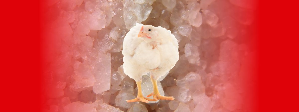 Minerais orgânicos diminuem a incidência de pododermatite em frangos de corte