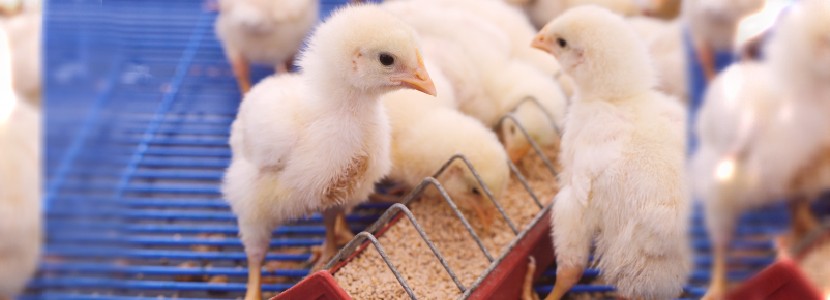 Mercado: Materias primas para la alimentación animal cada vez más caras