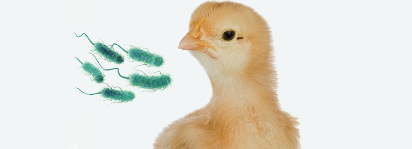 La necesidad de los probióticos en la producción animal