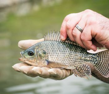 proteina-e-energia-tilapia-do-nilo