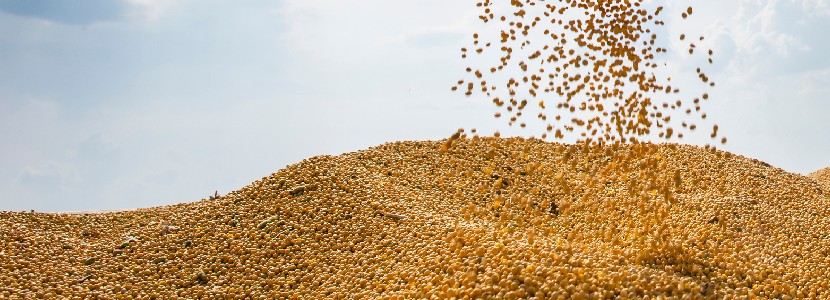 Cae la producción de soja en América del Sur