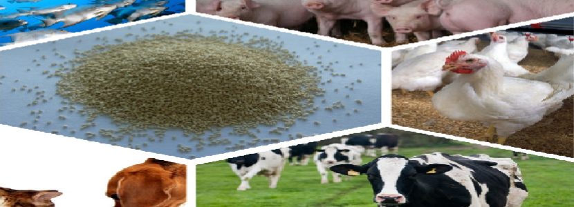 Yeast market shares continue to steadily grow linked to the animal feed sector