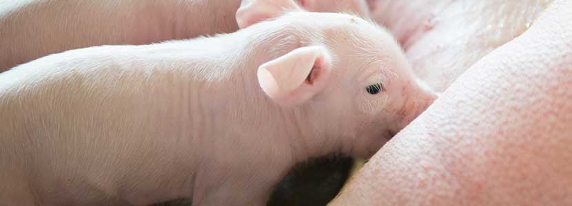 El ZnO no estará prohibido en la alimentación animal en 2022 en la UE