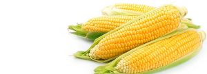 UNDERSTANDING CORN  VARIABILITY: PART I