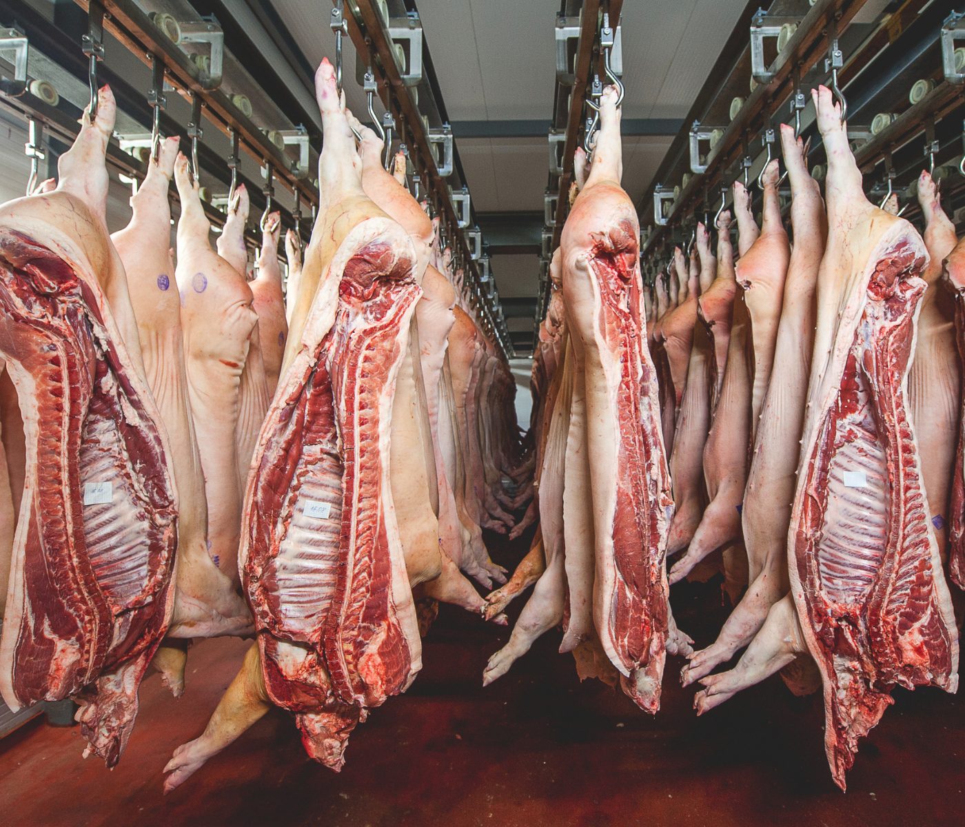 Importancia de la dieta porcina para producir carne de cerdo aceptable