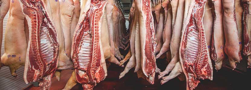 Importancia de la dieta porcina para producir carne de cerdo aceptable