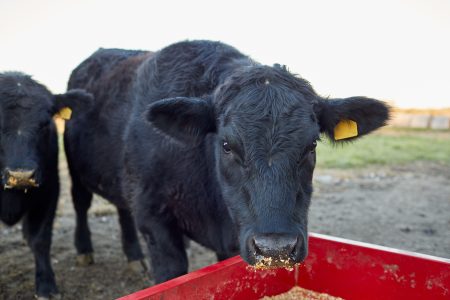 alimentar al ganado para que produzca menos metano