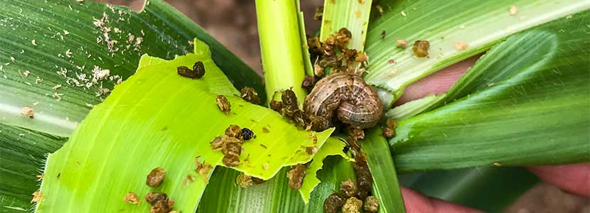 Fall Armyworm (FAW). FAO’s pest control measures