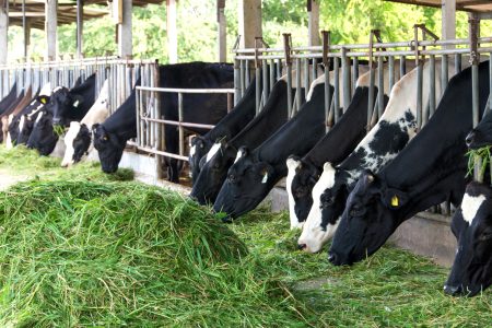 tipos de alimentos para reducir el gas metano de las vacas