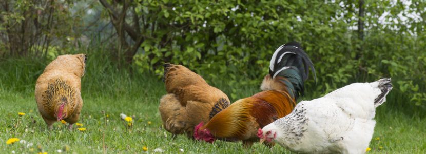 Free range chickens and the importance of their intestinal microbiome