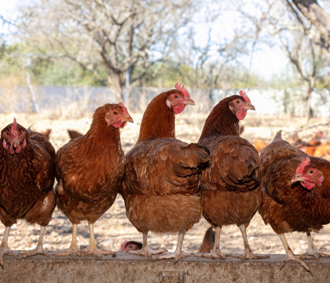 Laying hens’ nutrition. What are some of its critical points?