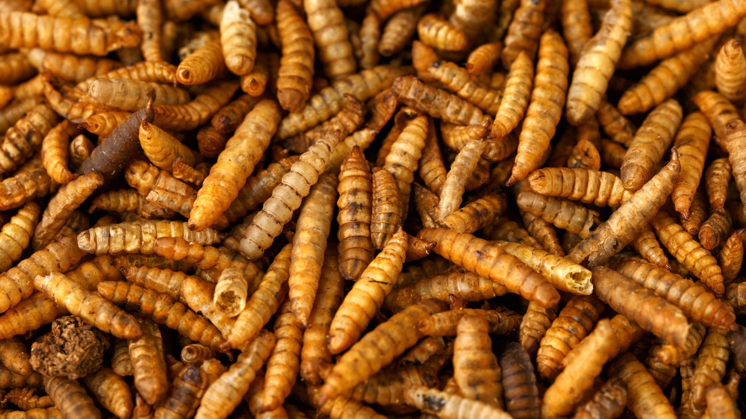 Insects in swine nutrition