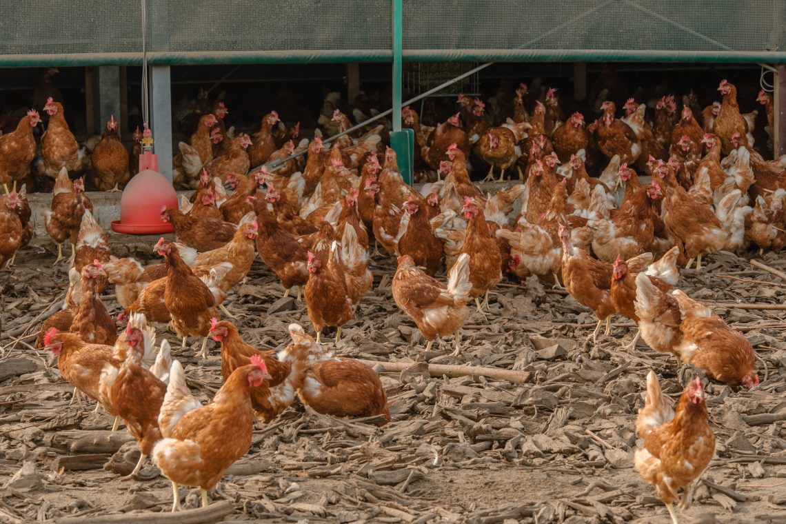  Importancia de los ácidos orgánicos en nutrición animal