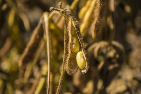 europe's soybean