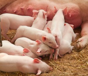 Suplementação com arginina para fêmeas suínas em gestação: parte II