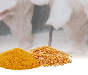 Uso de DDGS como ingrediente nas formulações de rações para suínos