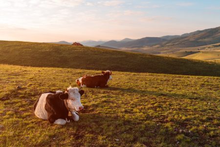 mitigar el metano en la alimentación del ganado