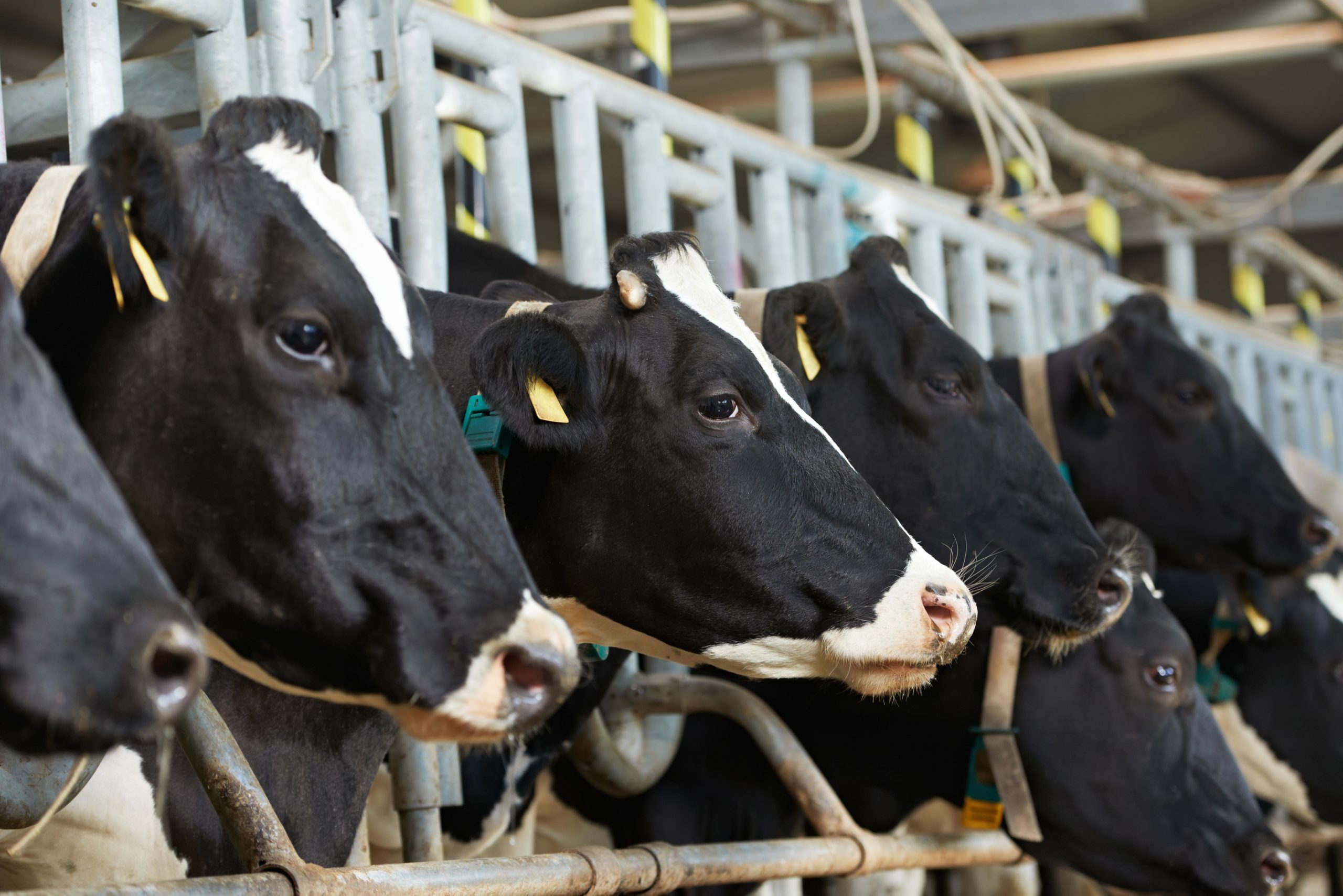 Ground Flaxseed supplementation in Dairy Cow diets