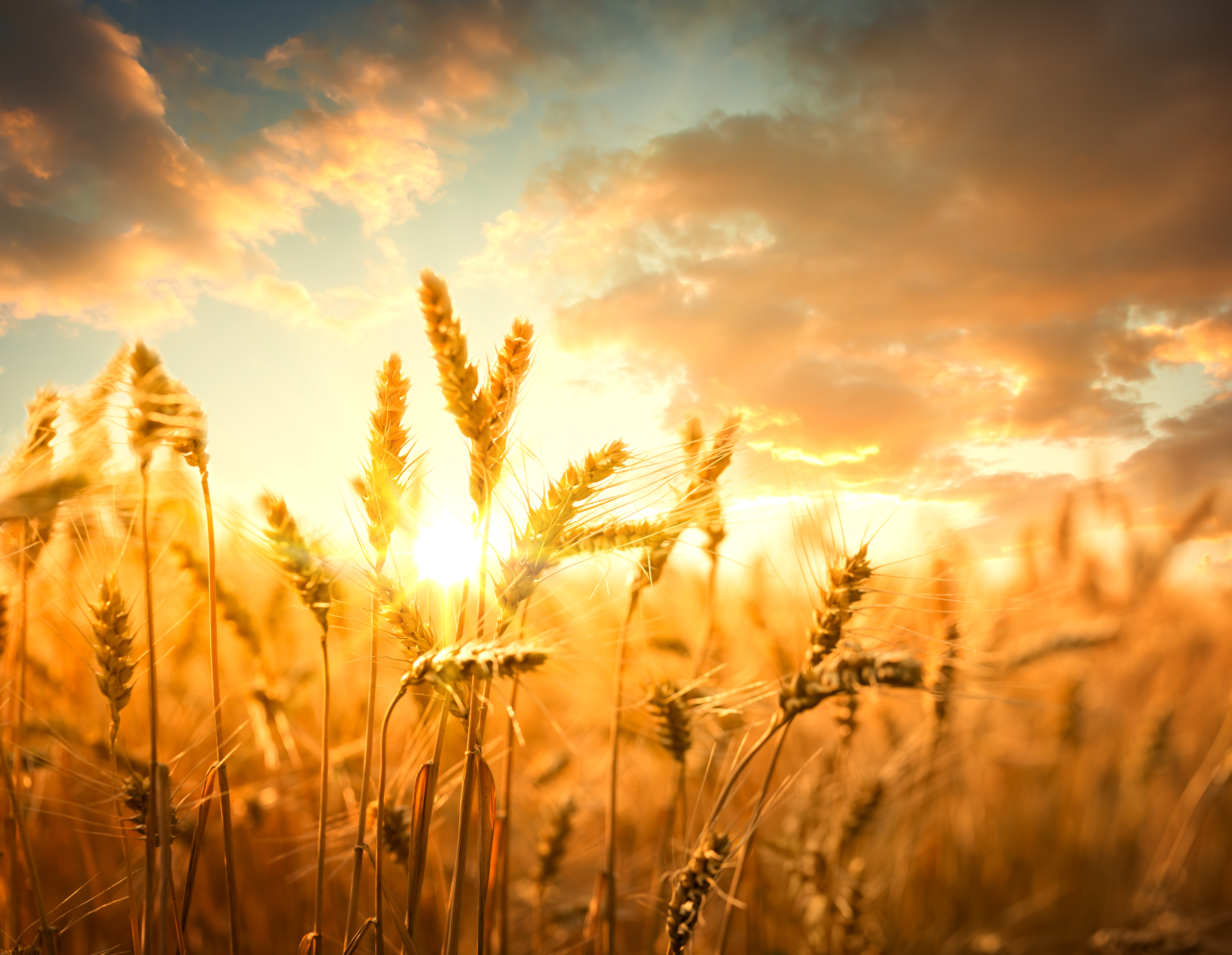 Wheat futures remain rangebound amid thin liquidity