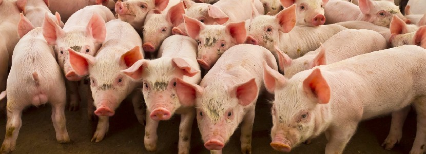 Lipid nutrition in pigs