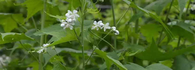 Sida silage (Virginia fanpetals) in beef cattle nutrition