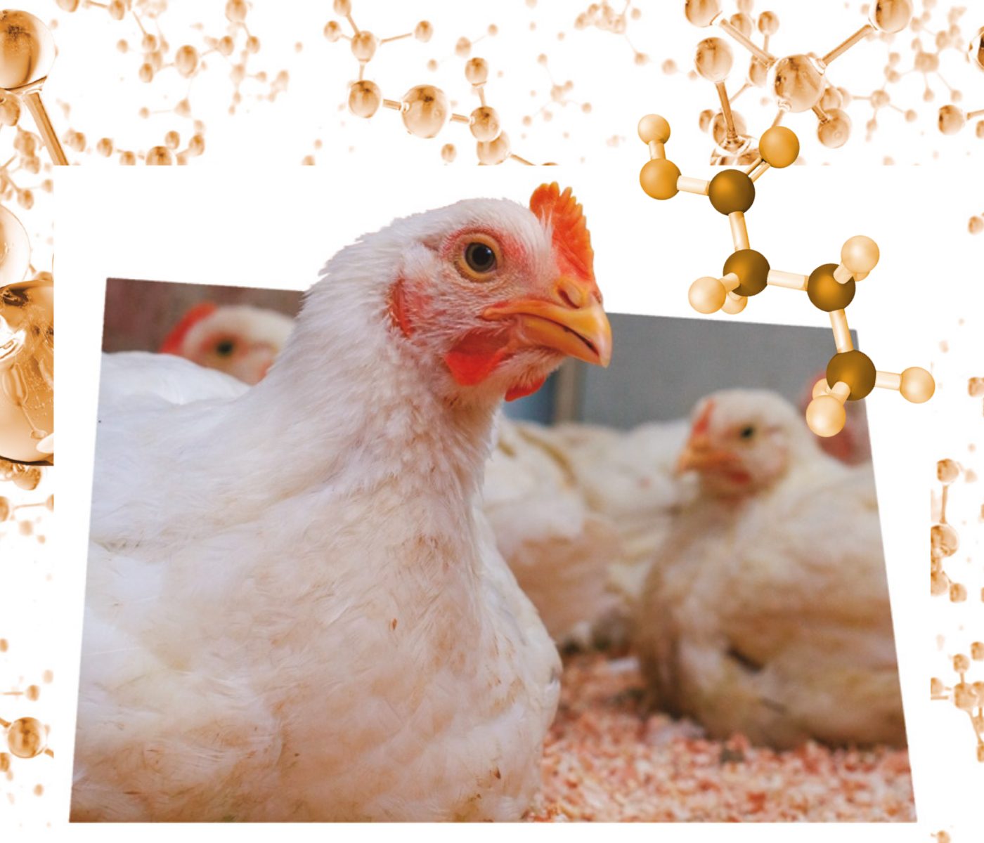 Ácido Butírico: alternativa nutricional aos antibióticos na nutrição de frango