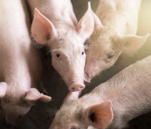 Alfa-monoglicerídeos: para uma maior efetividade em aves e suínos