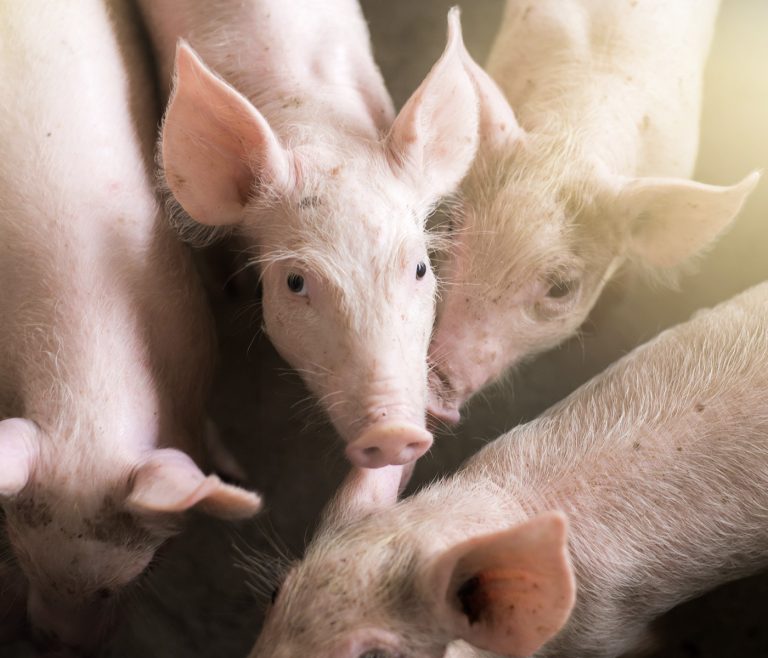 Alfa-monoglicerídeos: para uma maior efetividade em aves e suínos