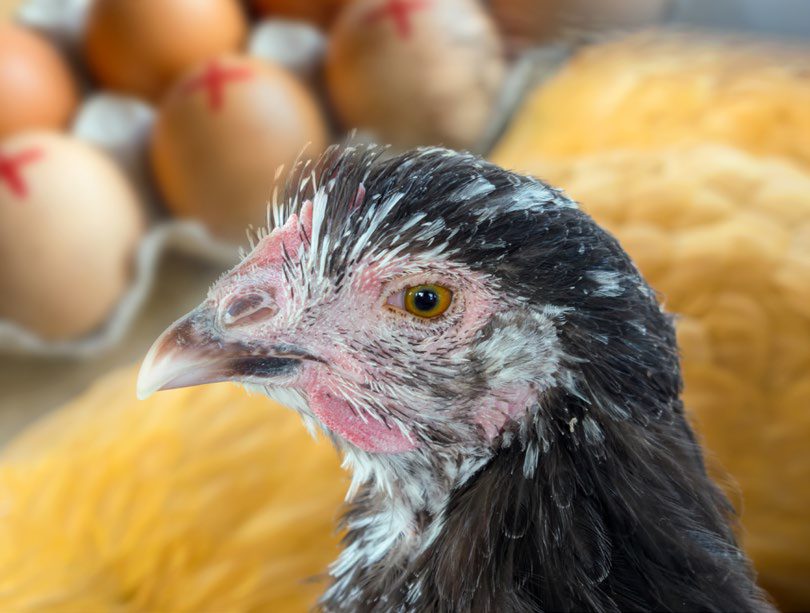 Salmonella y Escherichia coli: su impacto en la producción avícola