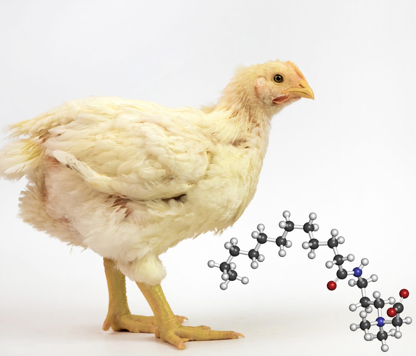 Uso de betaína en las dietas de pollos de engorde