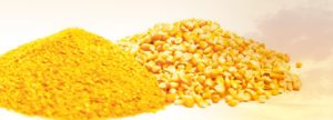 Use of DDGS as an ingredient in the formulation of pig feeds