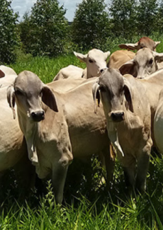 Árvores em sistemas ILPF neutralizam emissão de metano por bovinos