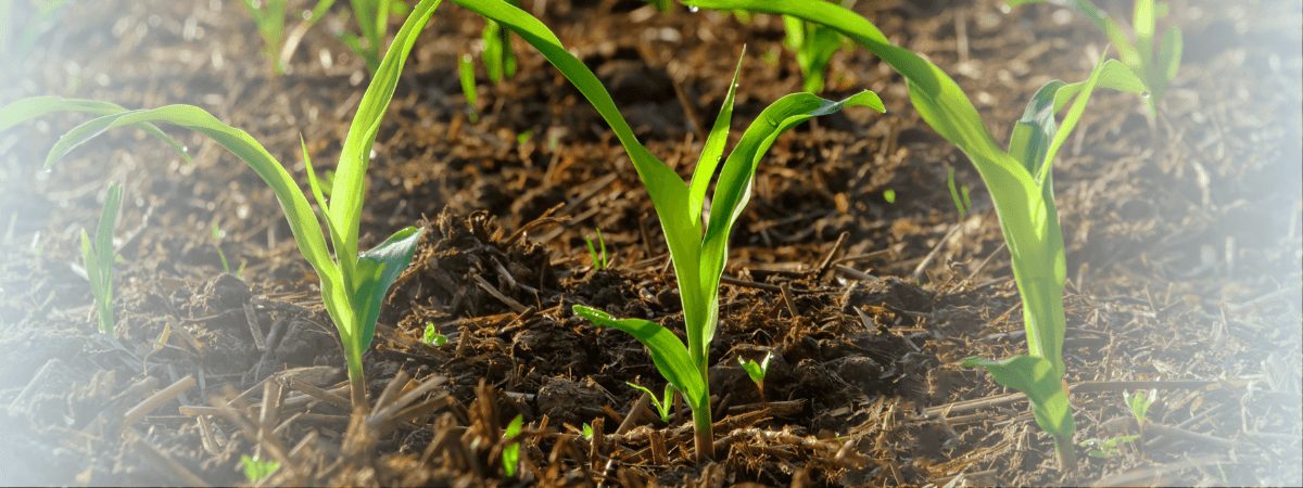 Alta nos fertilizantes resulta em aumento no custo de produção de milho 2022/23