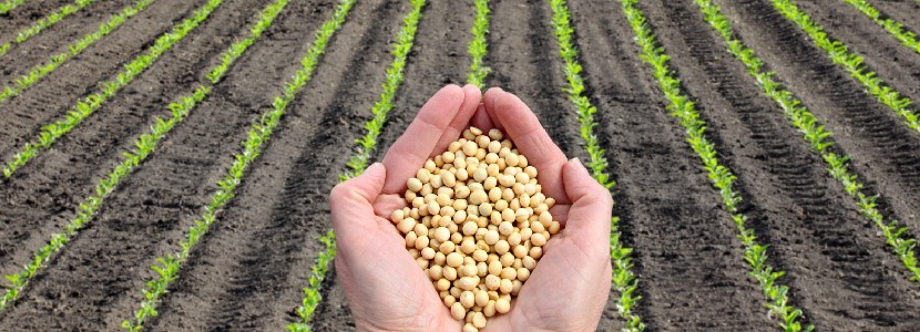 The role of soybeans in poultry and pig feed