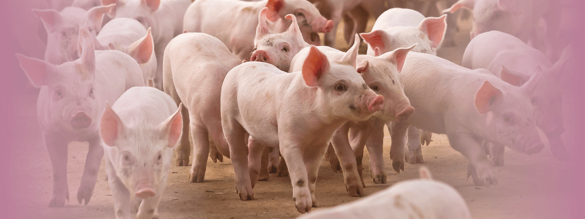 Liquidez do suíno vivo e da carne aumentam em abril