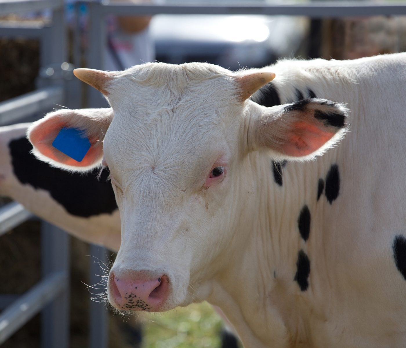 Ensilaje de Sida (Virginia fanpetals) en la nutrición del ganado de engorde