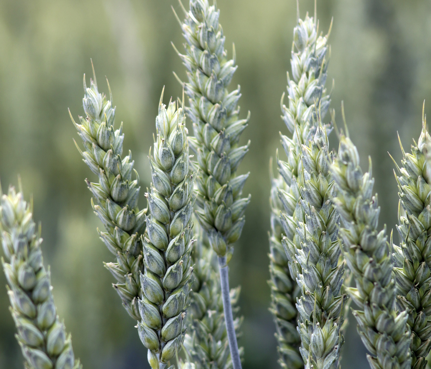 Biotrigo Genética_Mixes de cultivares de trigo aproveitam a planta inteira
